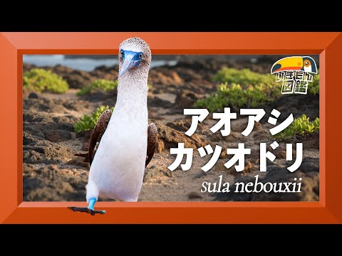 アオアシカツオドリ ガラパゴスのアイドル - YouTube