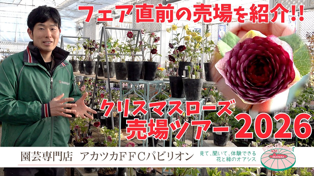 2026 Latest Edition! Introducing the Christmas Rose Sales Area