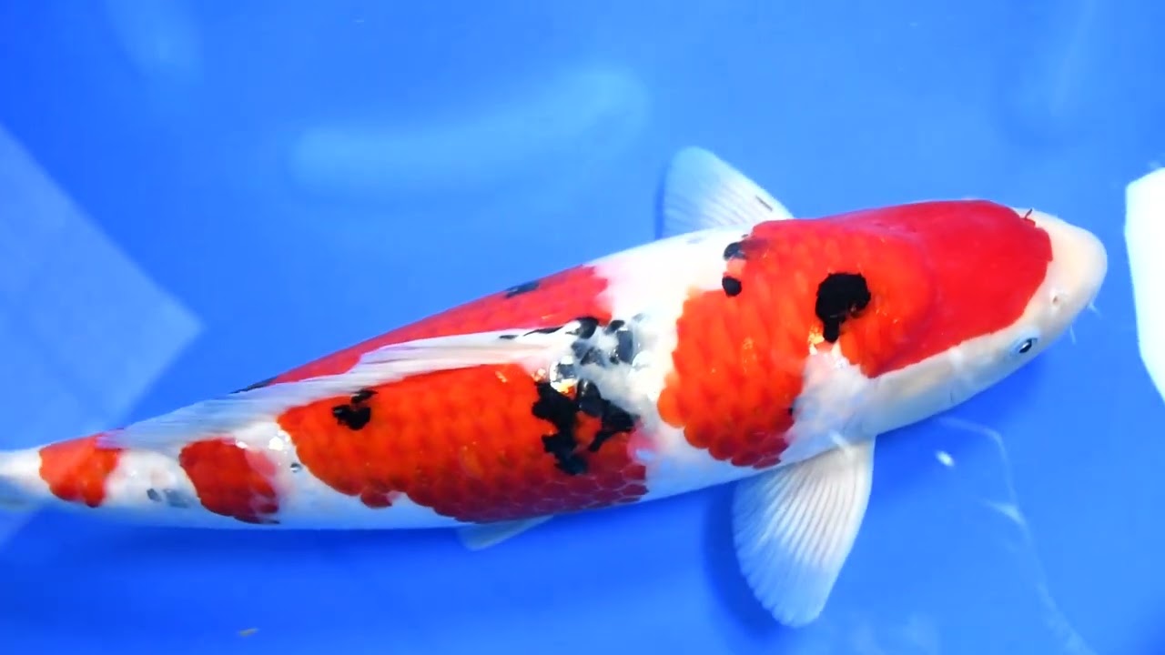 第17回年越しライブ鯉オークション（東京大会締切直前SP）】260104-044