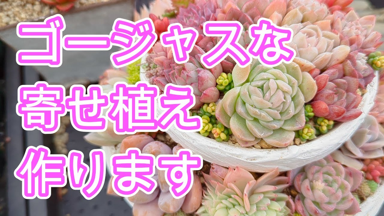多肉植物】【寄せ植え】簡単！2段重ねの寄せ植え作ります - YouTube