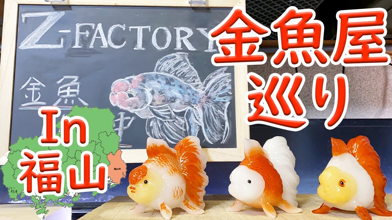 Z−FACTORY』という福山の金魚屋さん【金魚屋巡り】 - YouTube