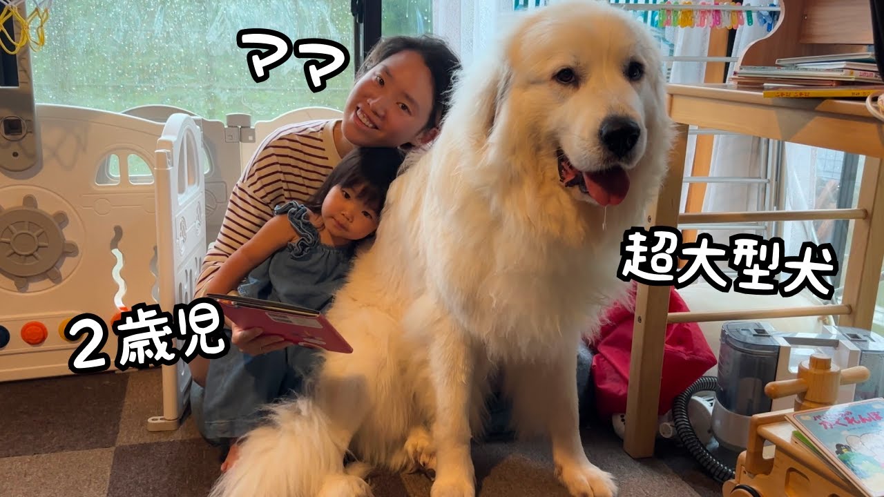 嘘だろ…】超大型犬と2歳児がなんと一緒にママの膝の上に乗って甘え