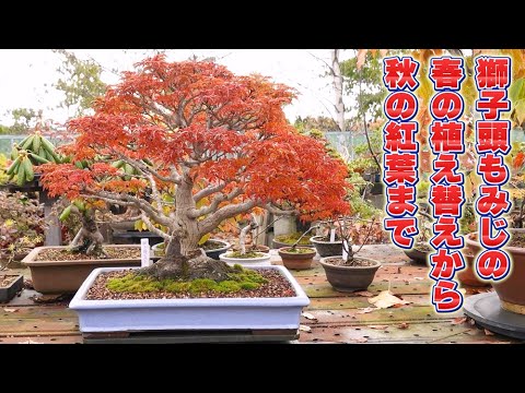 獅子頭もみじの春の植え替えから秋の紅葉まで - YouTube