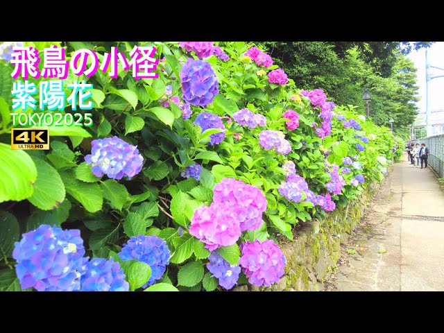 4K60【飛鳥の小径】紫陽花（あじさい）2025.6.4 開花状況 - YouTube