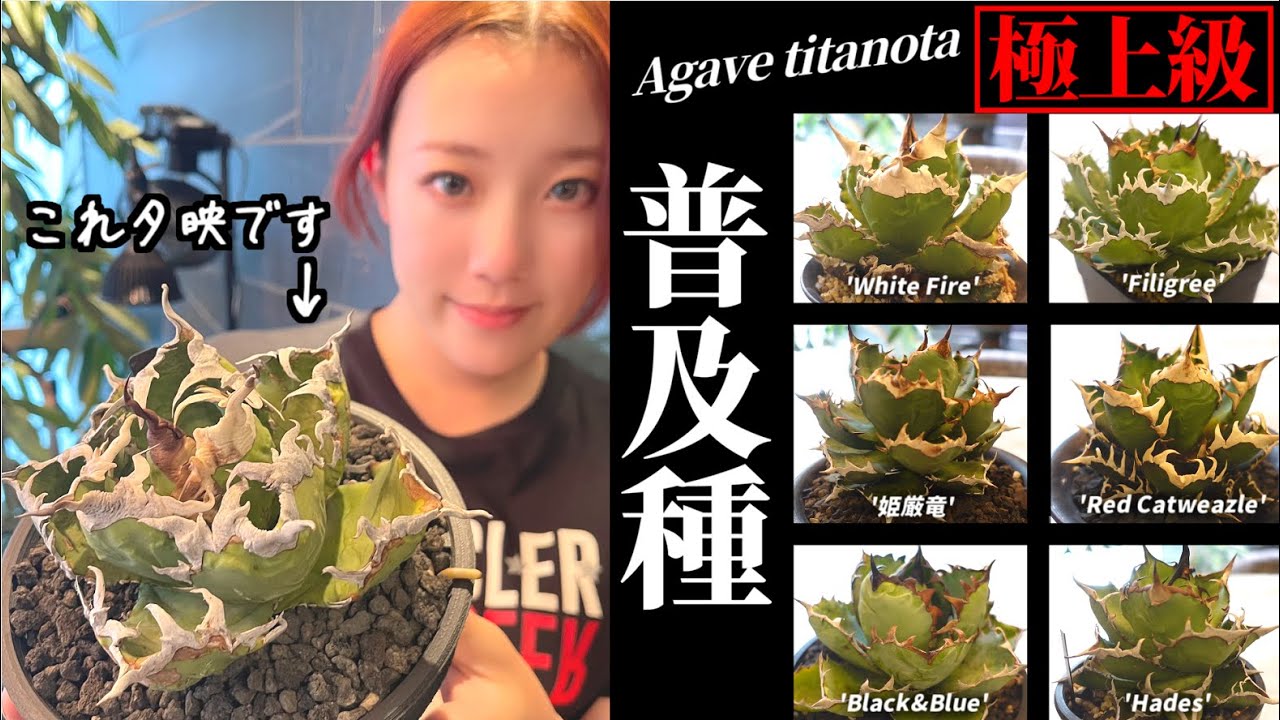 Common Agave Species] Introducing the finest popular species! Now