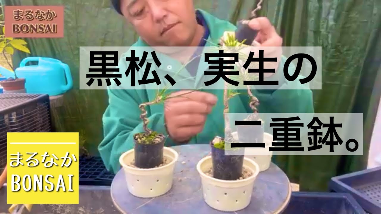 212 黒松実生の2重鉢。 【ミニ盆栽】 - YouTube