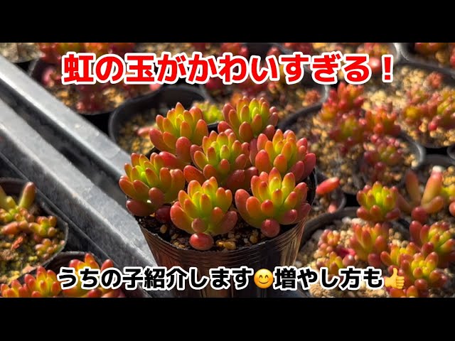 多肉植物】虹の玉がかわいすぎる！増やし方紹介します！ - YouTube