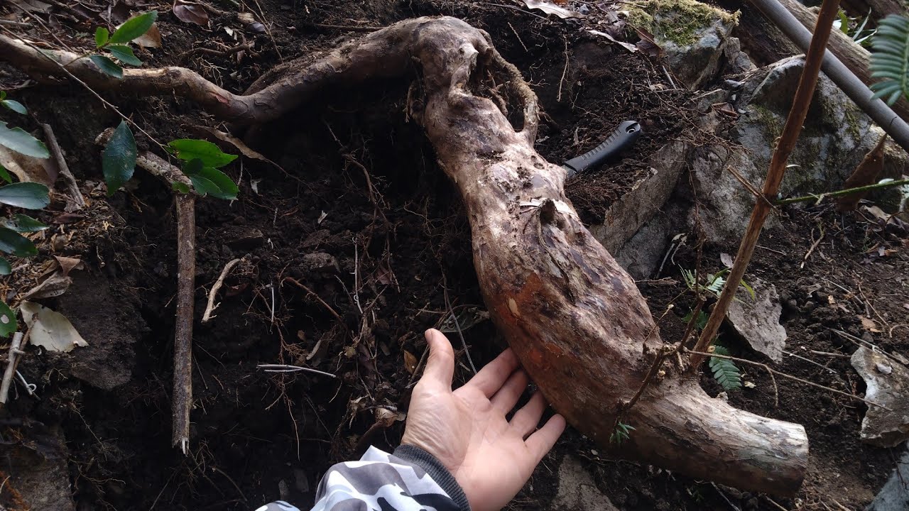 2022年に山採りしたアセビ（♯360）の成長記録 ♯493 - YouTube