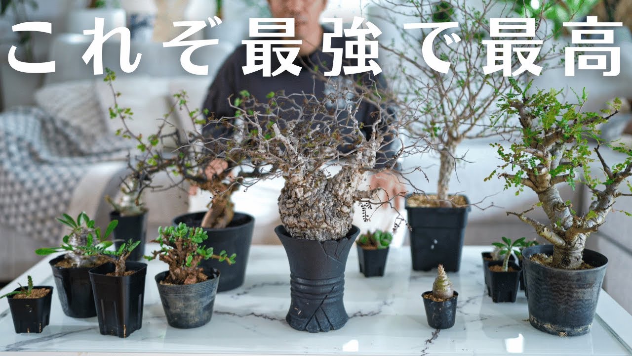 ありがとう。訳あって希少株ともこれでおさらば。【塊根・アガベ