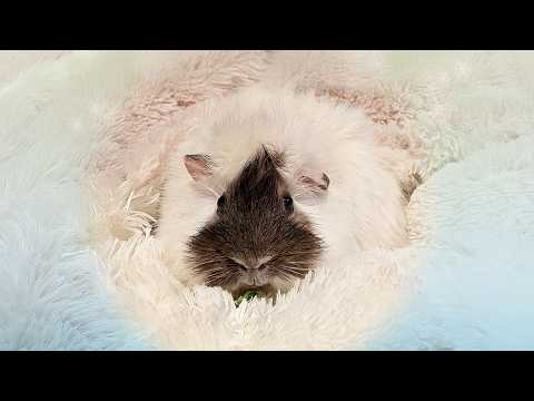 モルモットの家族 もるもるも - YouTube