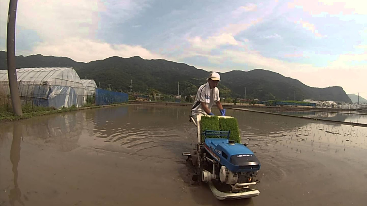 26年度の田植え 歩行型イセキ さなえ PS20 2条植えで - YouTube