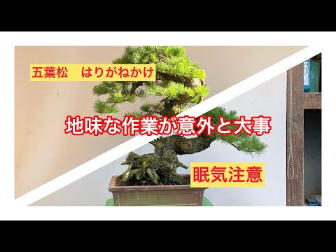 盆栽 吾妻五葉松 針金掛け 枝を整えるだけの地味な作業は意外と大事