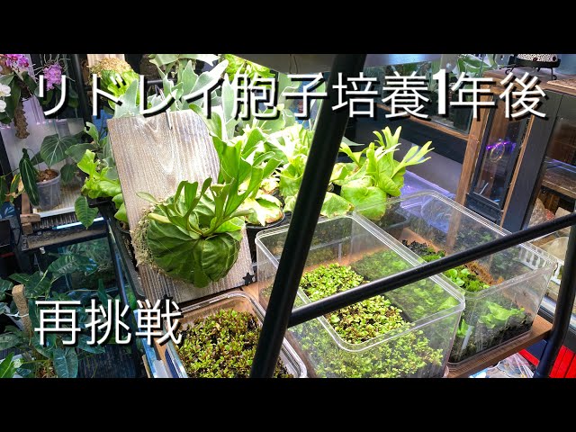 ビカクシダ胞子培養】割と真面目にリドレイの胞子培養をやってみた結果