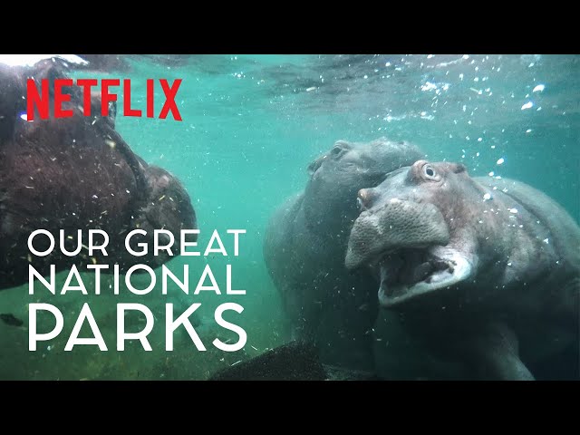 30 Blissful Minutes of Hippos Floating Underwater | Our Great