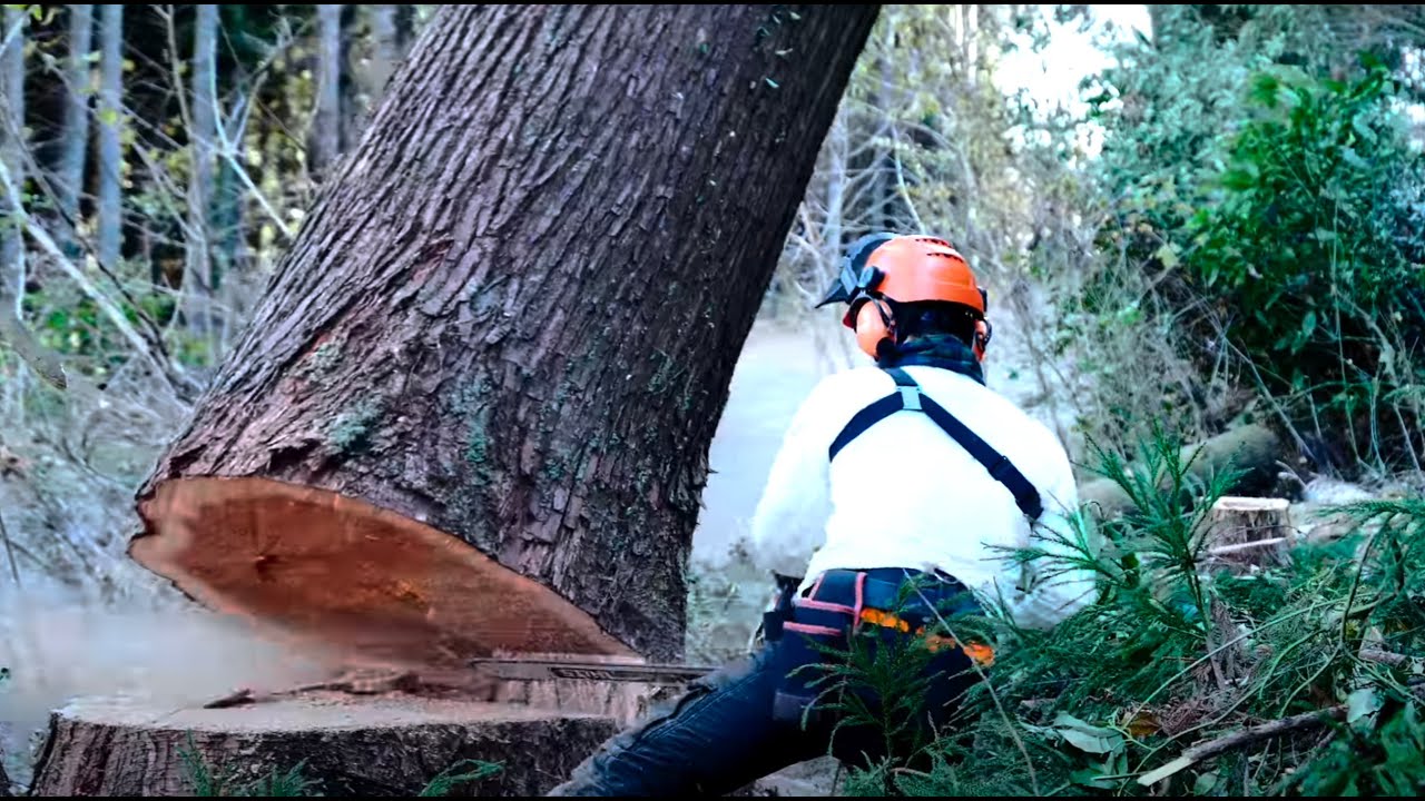 樹齢180年】杉の伐採【Felling a 180-Year-Old Cedar: A Captivating