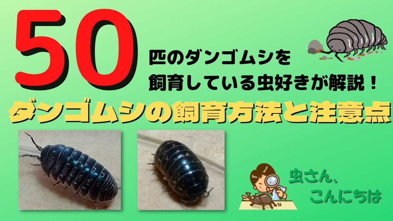 ダンゴムシの飼い方｜ダンゴムシの飼育方法・必要なもの・注意点を50