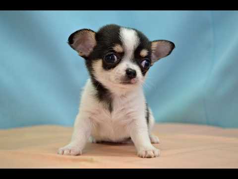 チワワ No.260209 ペットショップ『ヒラマツケンネル』の子犬 - YouTube