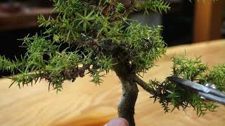 2021年に持山から採取した杉の成長記録⑥ ♯663 - YouTube