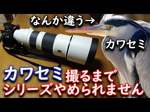カワセミ撮るまでシリーズやめられません！ Sony FE 200-600mm F5.6