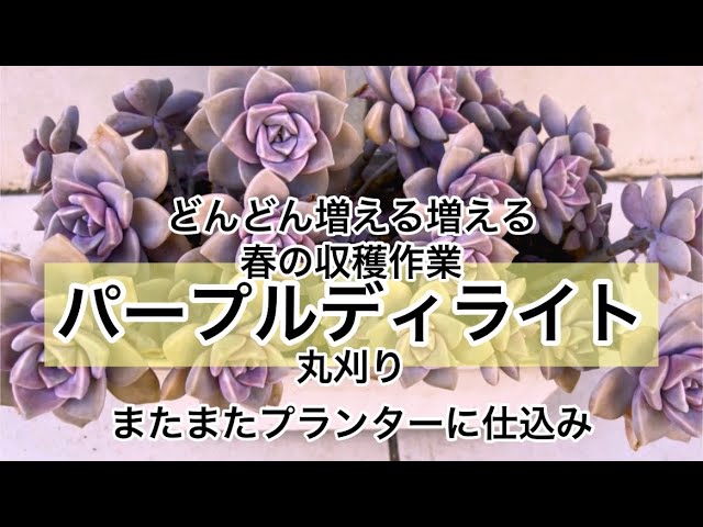 多肉植物]パープルディライト丸狩り^_^葉挿しを仕込んで葉挿しモギモギ