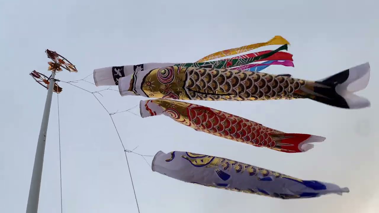 旭天竜】波千鳥吹流し ゴールド鯉のぼり 3mセット 揚げてみた動画35弾
