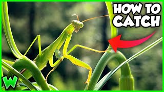 How to Catch a Praying Mantis (COMPLETE GUIDE!) - YouTube