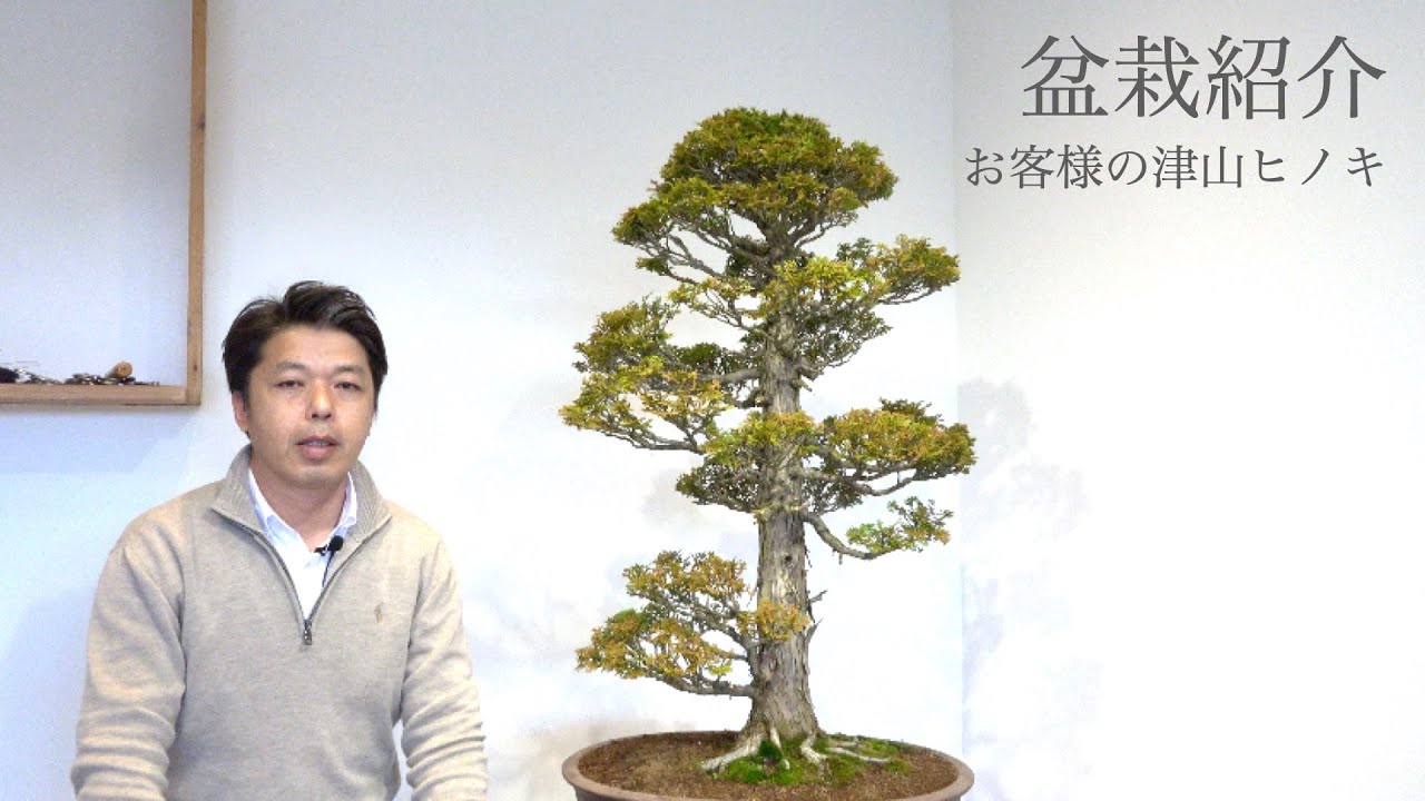 管理している盆栽紹介・津山ヒノキ - YouTube
