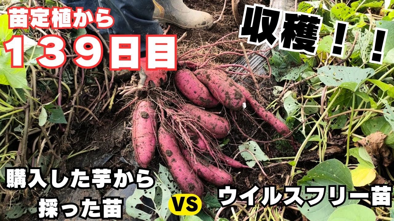 苗定植後139日目のサツマイモの収穫【購入した芋から採った苗