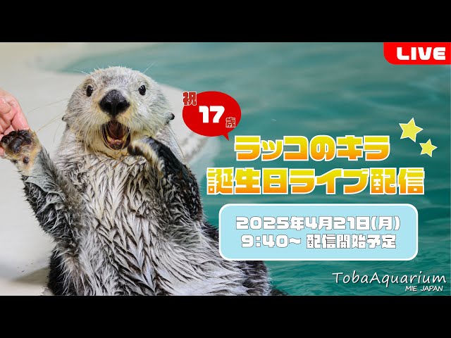 鳥羽水族館》ラッコ「キラ」㊗17歳！誕生日ライブ配信 - YouTube