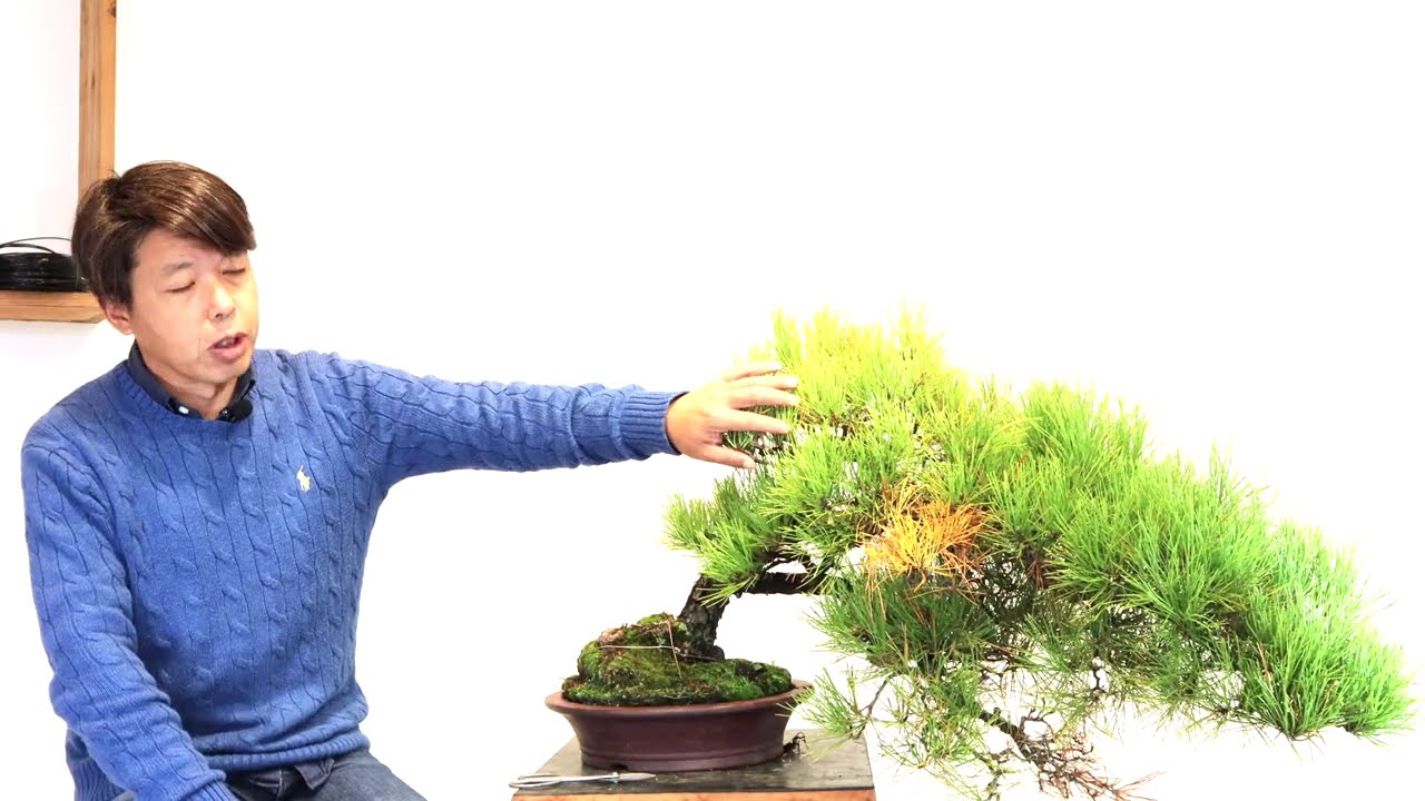 松盆栽の手入れ : 傷んだ盆栽から、美しい吹き流しに [盆栽・初心者