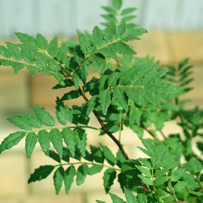 朝倉山椒 サンショウ 青芽系の特徴と育て方 kaju_sanshou002ss-02