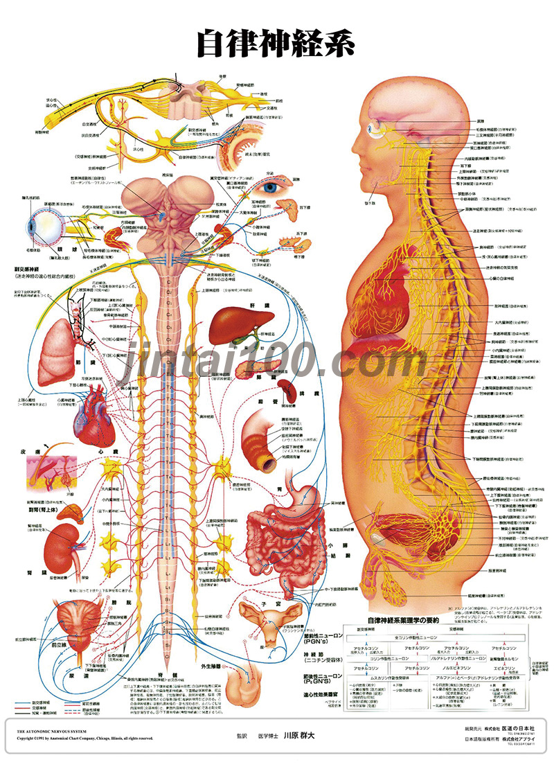 医学掛図 自律神経系