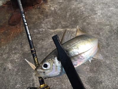 アジング入門にピッタリ！定価15,000円以内のアジング専用ロッド