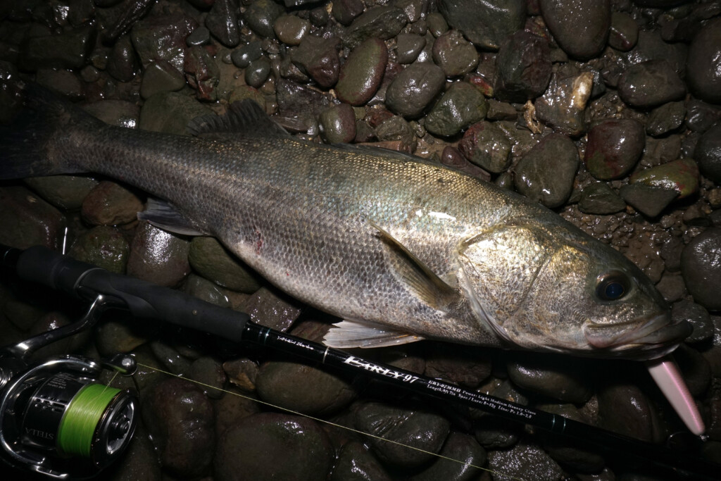 秋のハイシーズン突入】ヤマガブランクスNEWロッド「EARLY 97MMH for