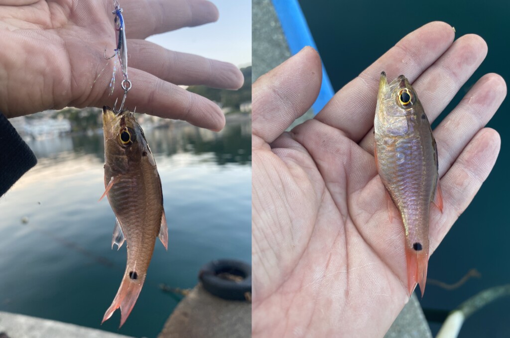 充実のセット内容！DUOの「TETRA WORKS 入門セット」を使って全力で