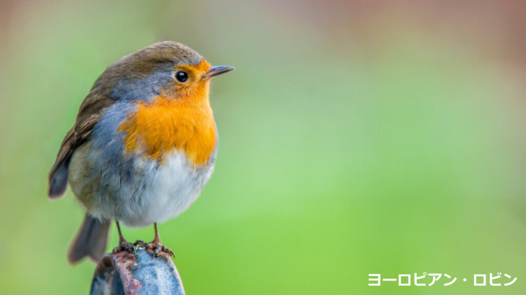 X'mas限定モデル】モチーフはクリスマスを告げる鳥。ヤマガブランクス