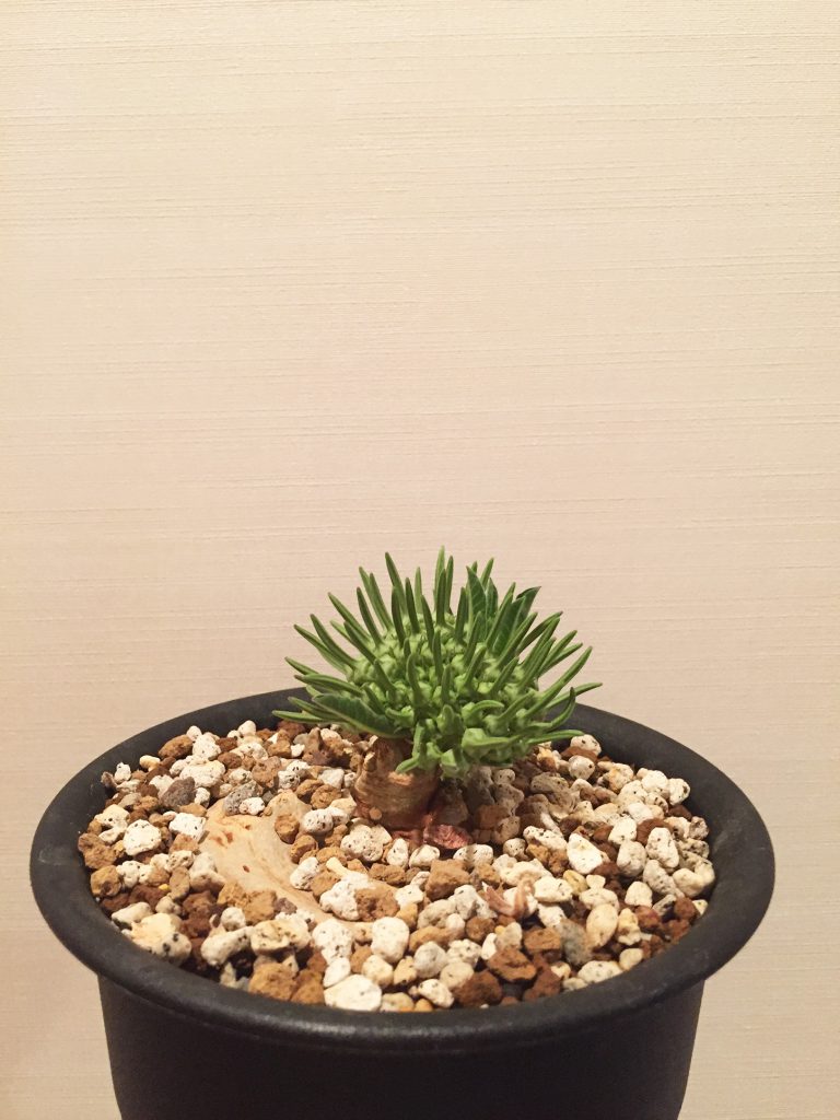 竜卵窟” ブラキステルマ バーベラエ (Brachystelma barberae) – twelve