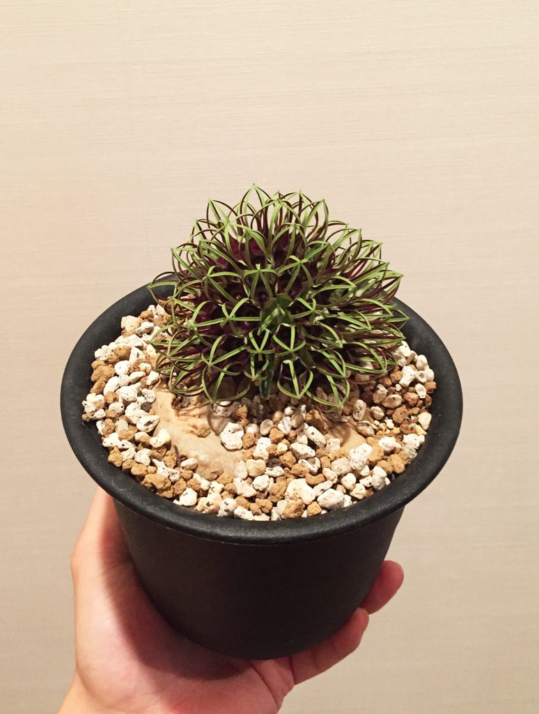 竜卵窟” ブラキステルマ バーベラエ (Brachystelma barberae) – twelve