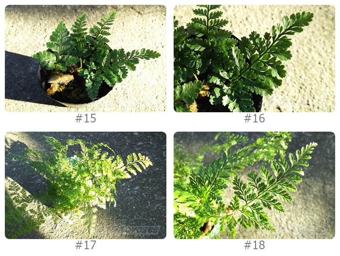 シダの仲間の観葉植物の紹介｜たくさんの種類があるシダ類ですが、いま