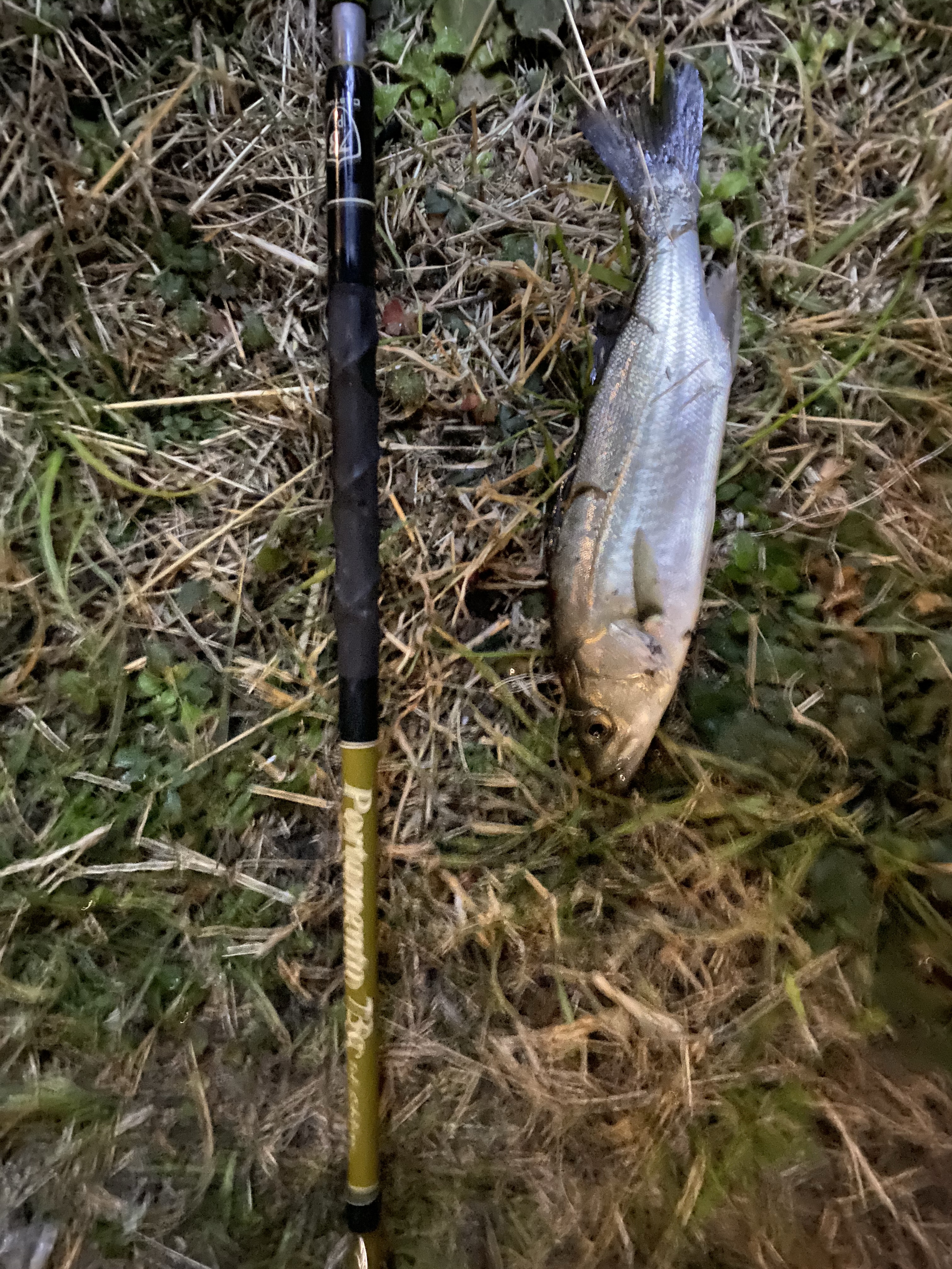 意外と無い！】シーバスにオススメなベイトパックロッド【橋脚を攻めろ