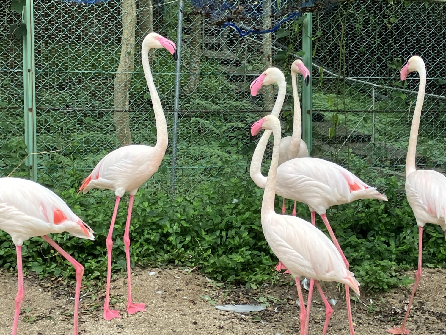 ヨ－ロッパフラミンゴ | 【公式】池田動物園