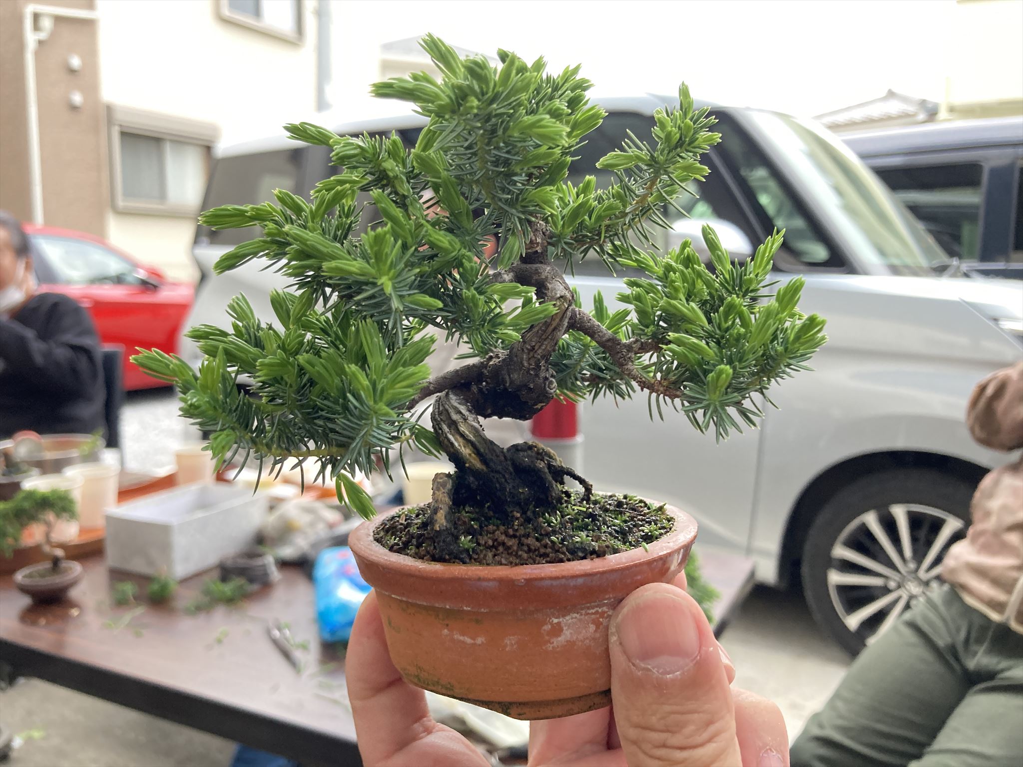 杜松 - 山と盆栽