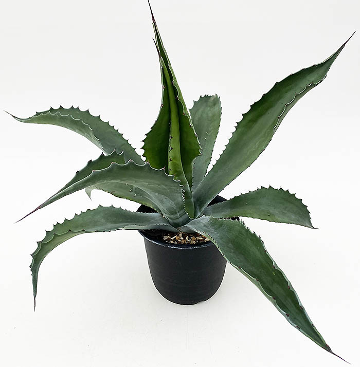 アガベ サルミアナ・フェロックス ”ローガン・カルホーン” | ネット