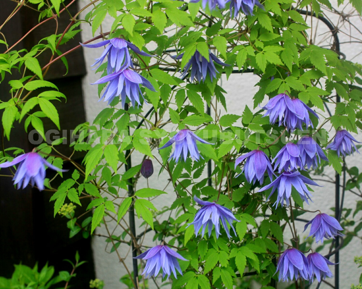 楽天市場】クレマチス マクロペタラ 1年苗 : おぎはら植物園