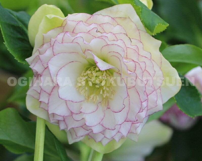 楽天市場】クリスマスローズ 多弁ダブル ホワイト ピコティ系 大苗