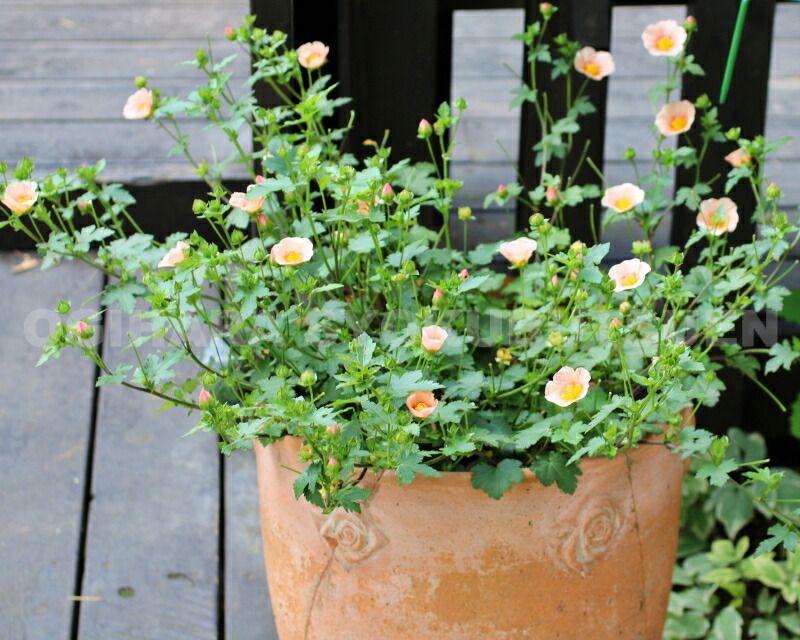 楽天市場】マルバストラム : おぎはら植物園