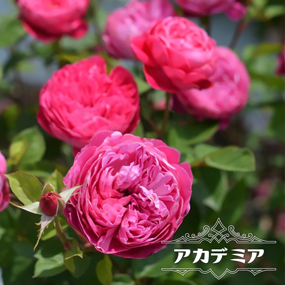 楽天市場】四季咲き強香バラ苗 【アカデミア】 2年生大苗 6号ポット