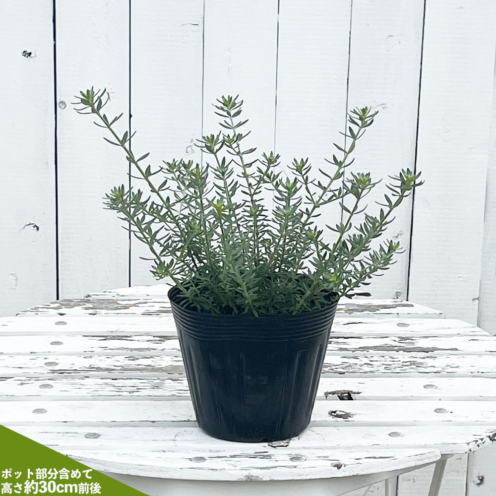 楽天市場】ウエストリンギア 緑葉白花 5号ポット苗 オーストラリアン