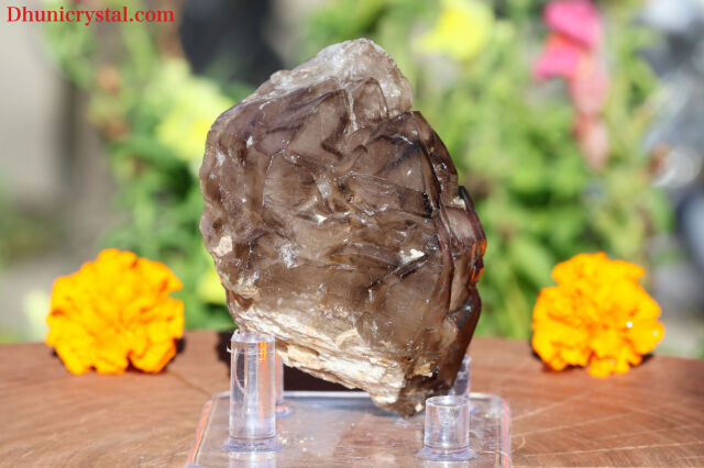 スモーキー・エレスチャル/ジャカレー(W94)