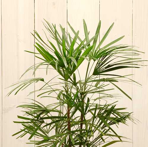 ウンナンシュロチク 7号☆【大きな観葉植物専門店 ガーデントロピカ